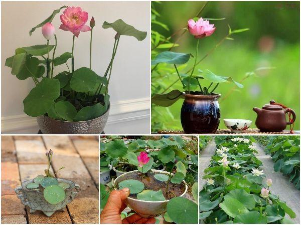 Hạt Giống Hoa Sen Mini Nhiều Màu- Gói 5 Hạt