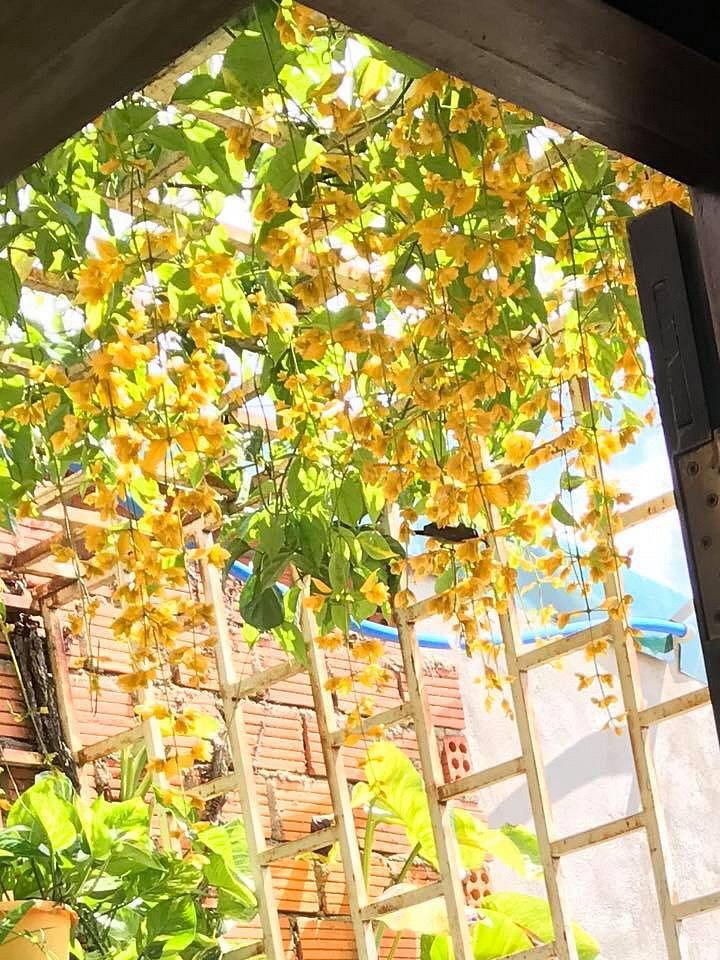 Hoa Lan Hoàng Dương - FREE SHIP TỪ 50K