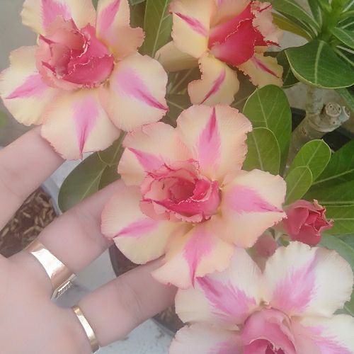15 hạt sứ thái cánh kép trộn nhiều màu.