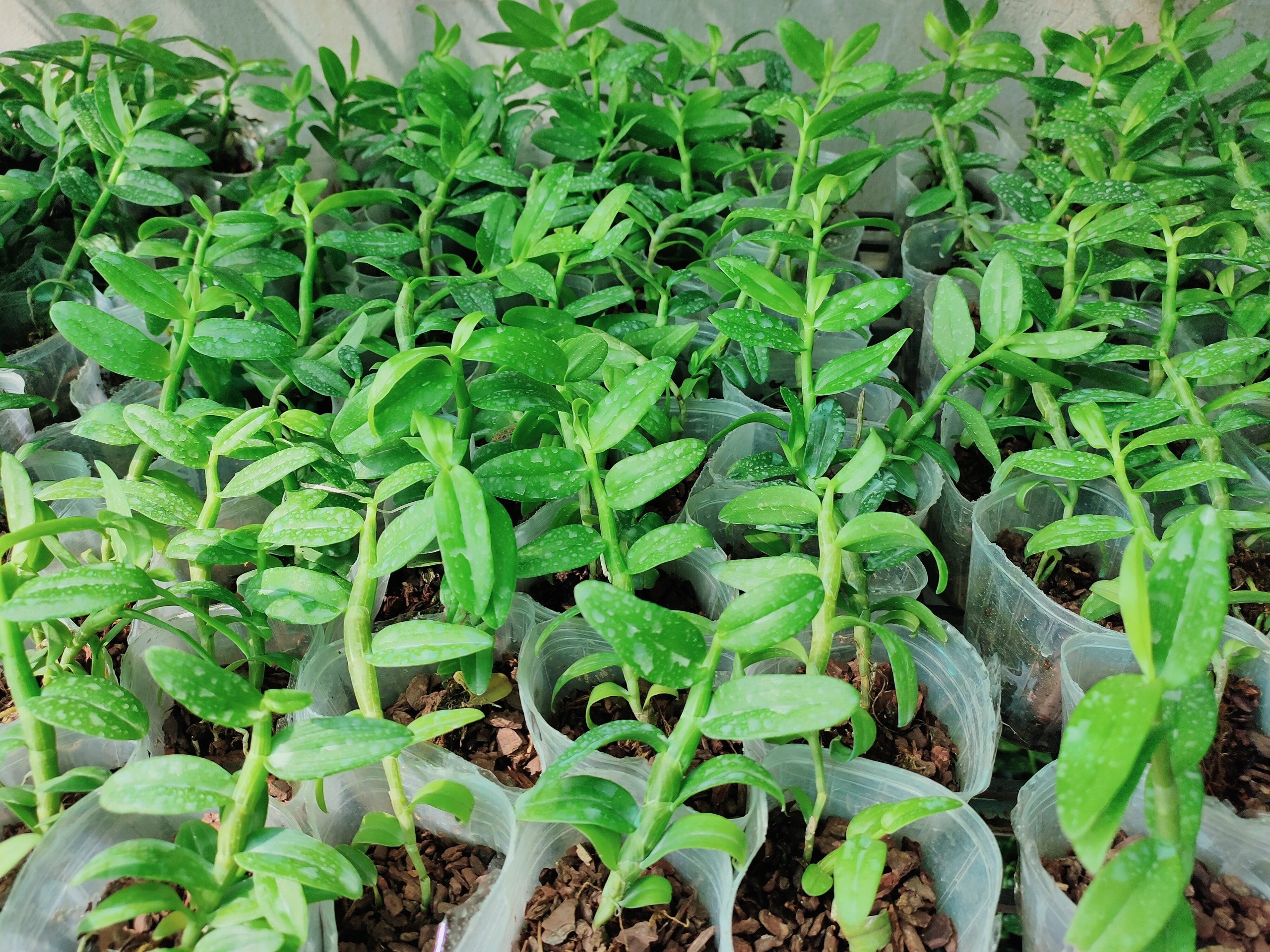 Phi điệp 5ct phú thọ kie năm 2 hàng đột biến