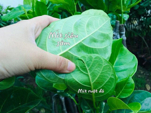 Cây giống Mít Ruột Đỏ Sơ Đỏ Malaysia