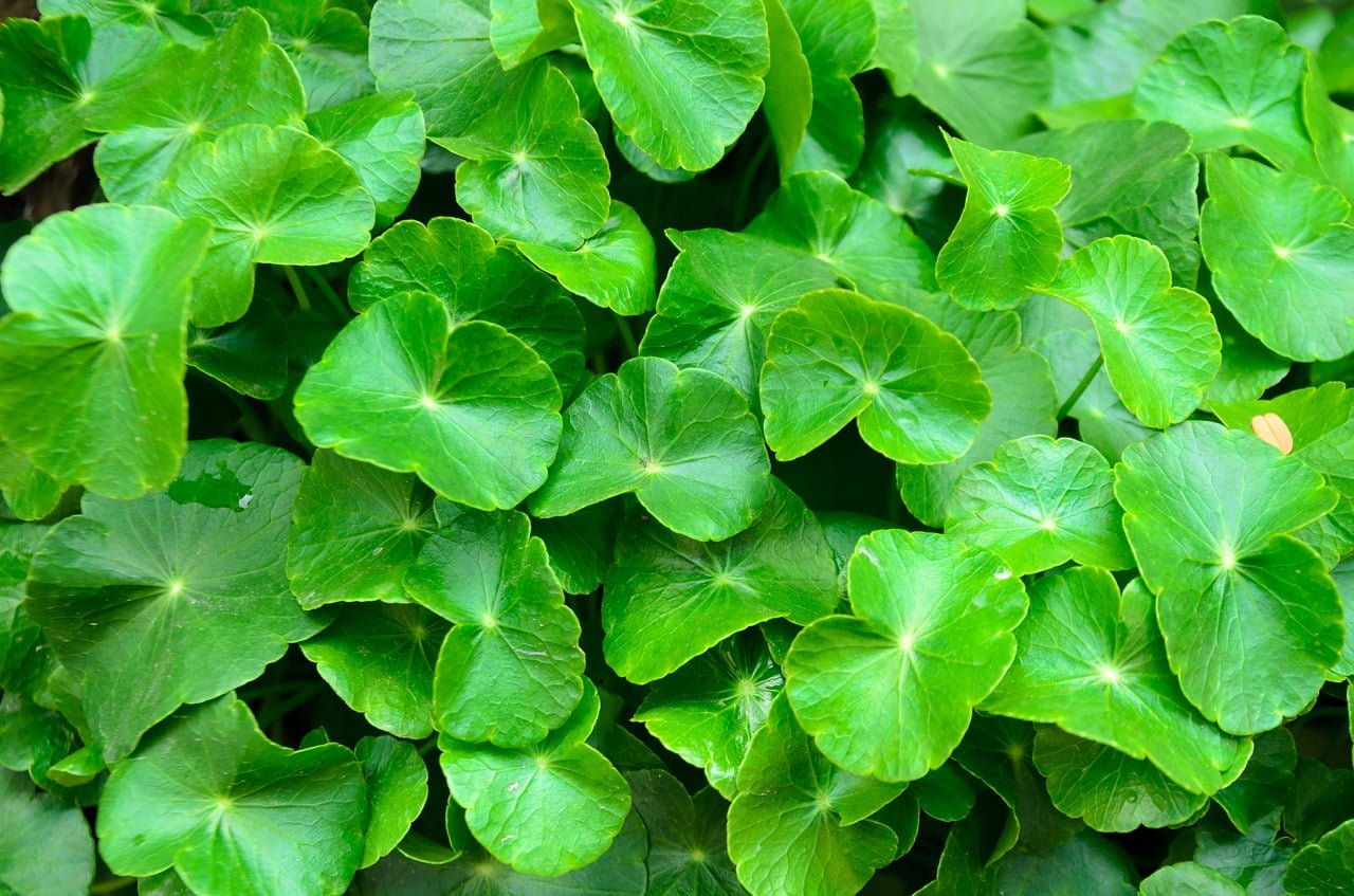 Bột rau má nguyên chất Quảng Thanh 100g