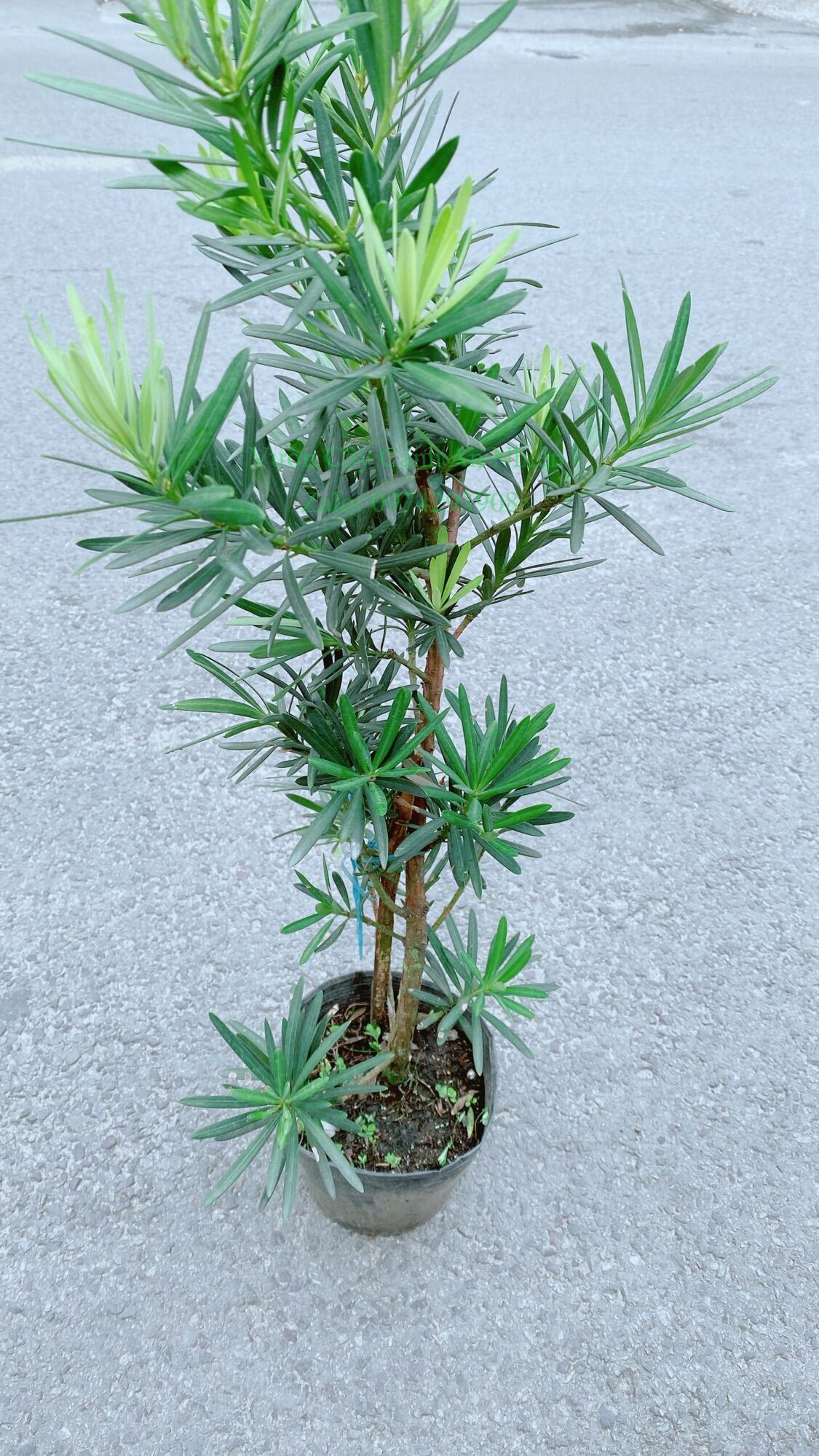 Cây Tùng Vạn Niên 50cm