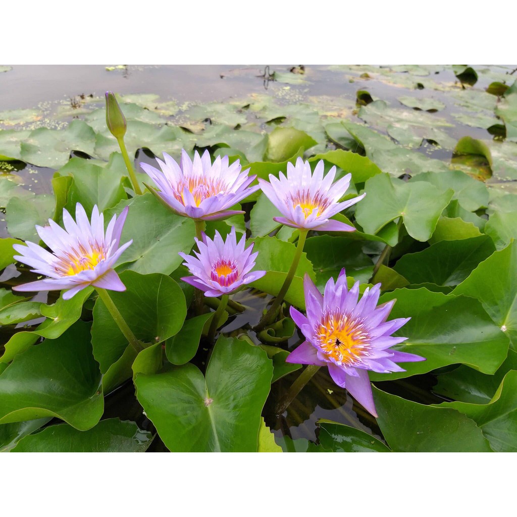 ( RẺ VÔ ĐỊCH)- Cây hoa súng thái lan màu tím huế