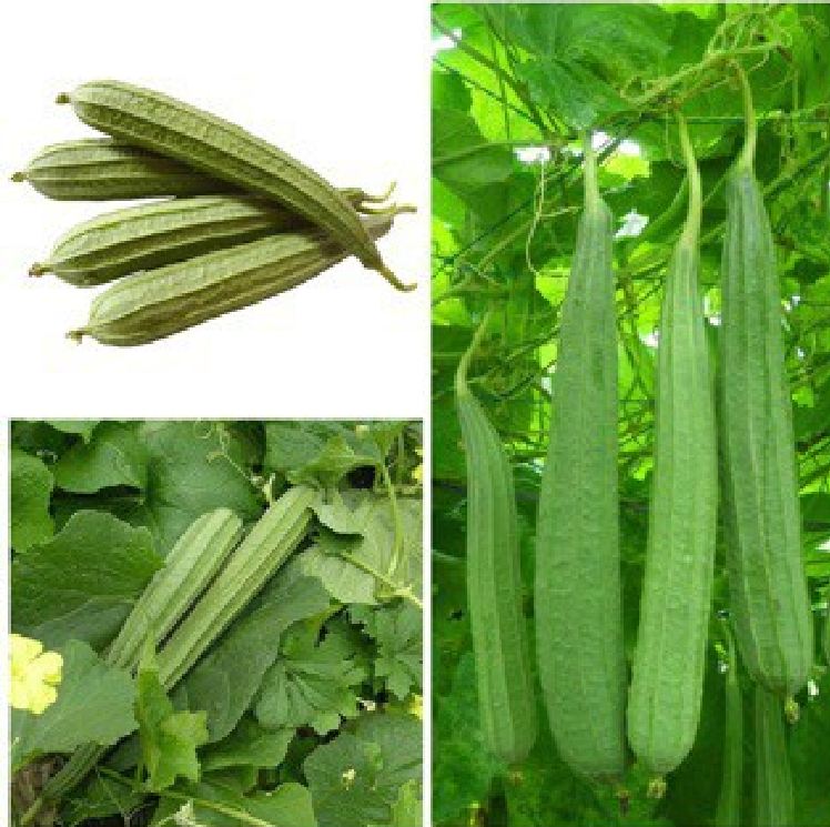 Hạt Giống Mướp Khía Thái Lan - Gói 1gram
