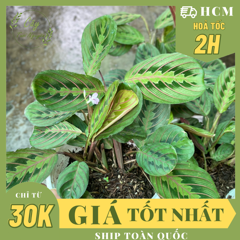 Cây đuôi công xương cá đỏ maranta leuconeura ,, cây cảnh trong nhà, kiểng lá mini để bàn, cây tươi nguyên