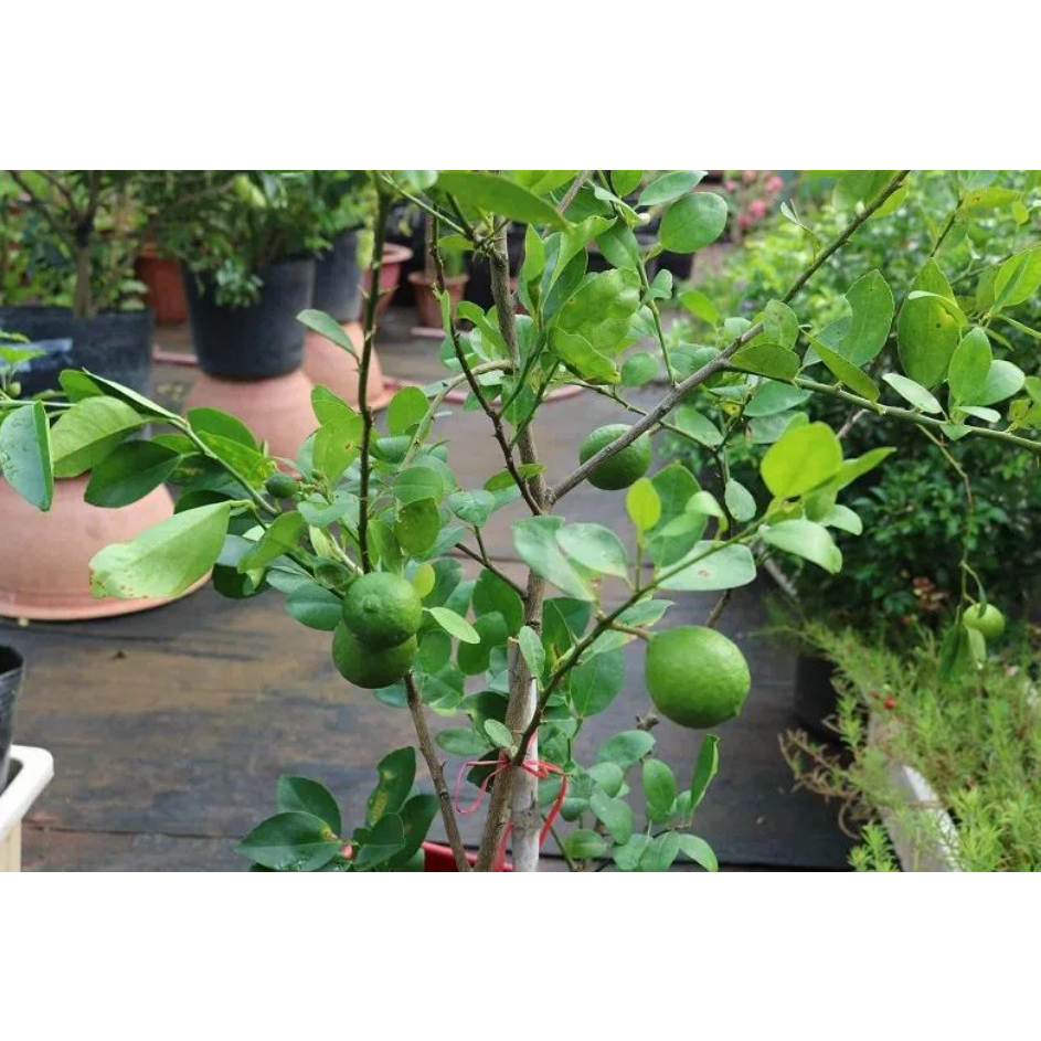 Cây giống chanh giấy mica