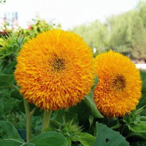 Vôi bột xử lý đất trồng cây 1kg