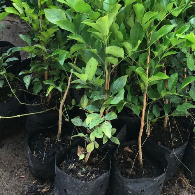 20 cây nguyệt quế con