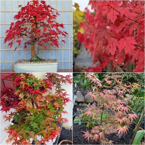 "Gói 10 Hạt " Hạt giống cây Phong Lá Đỏ Nhật Bản