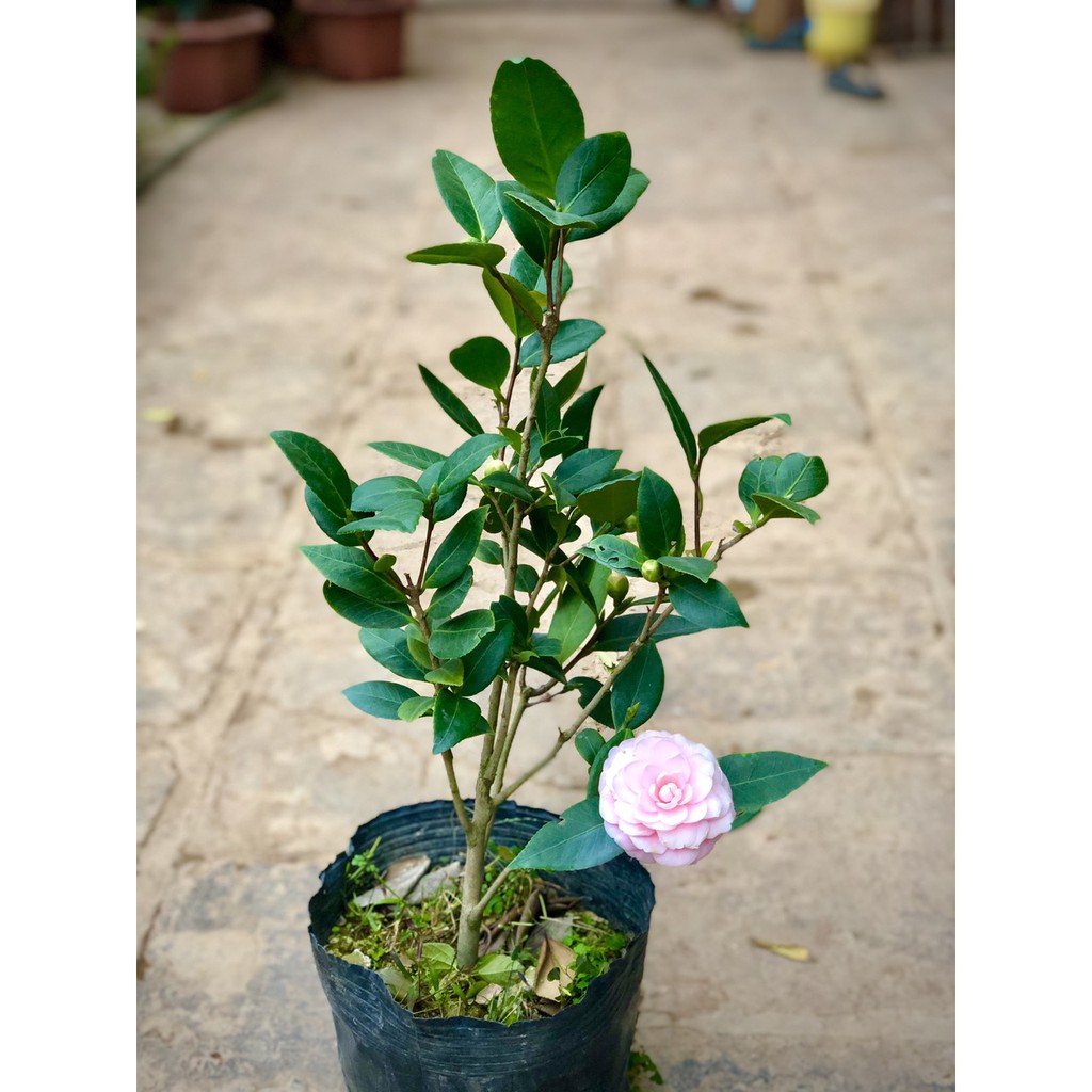 Cây trà my phấn cung đình cao 40-50cm ( đang nụ và hoa)