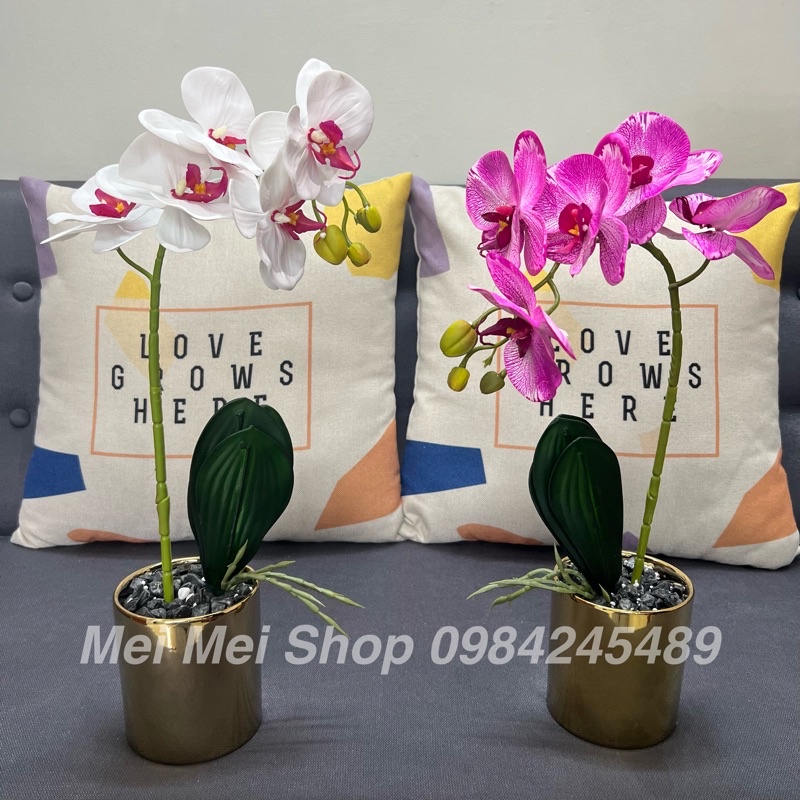 Chậu Lan Hồ Điệp (gồm cả bình màu vàng + 1 cành hoa 5 bông to), hoa lan cao su cao cấp