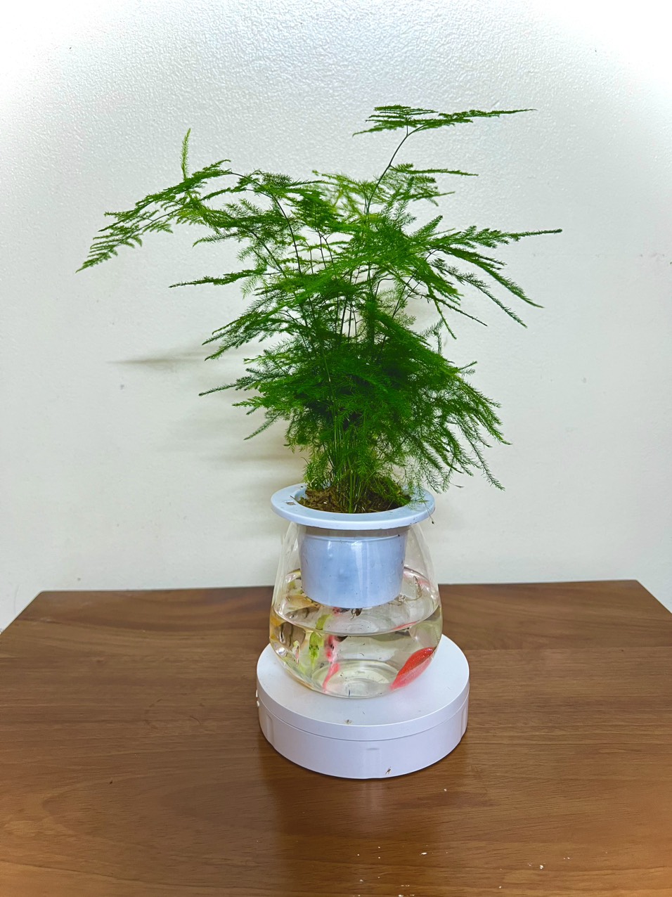 Cây thuỷ tùng thuỷ sinh