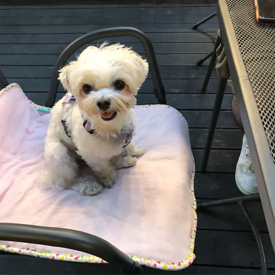HCM] Thảm dành cho thú cưng mùa hè - DoggyMan