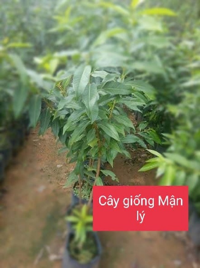 Cây giống mận lý (siêu sớm có bảo hành) GHDE