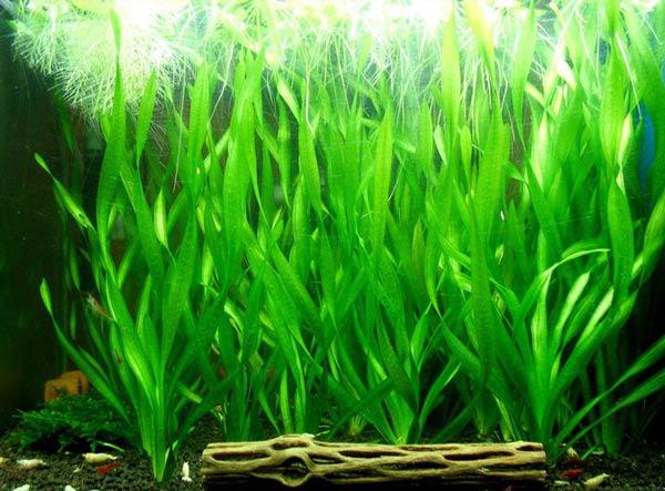 Straight-Stemmed Aquarium Plants (10 Plants)