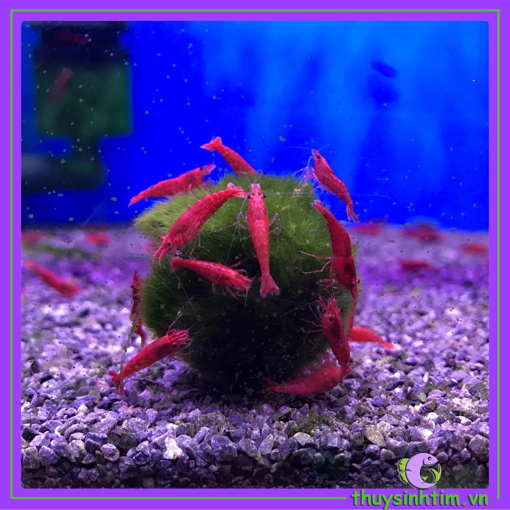 Bóng Rêu Moss Ball Trang Trí Thủy Sinh