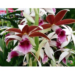 Củ lan giống hạc đỉnh nâu tây bắc
