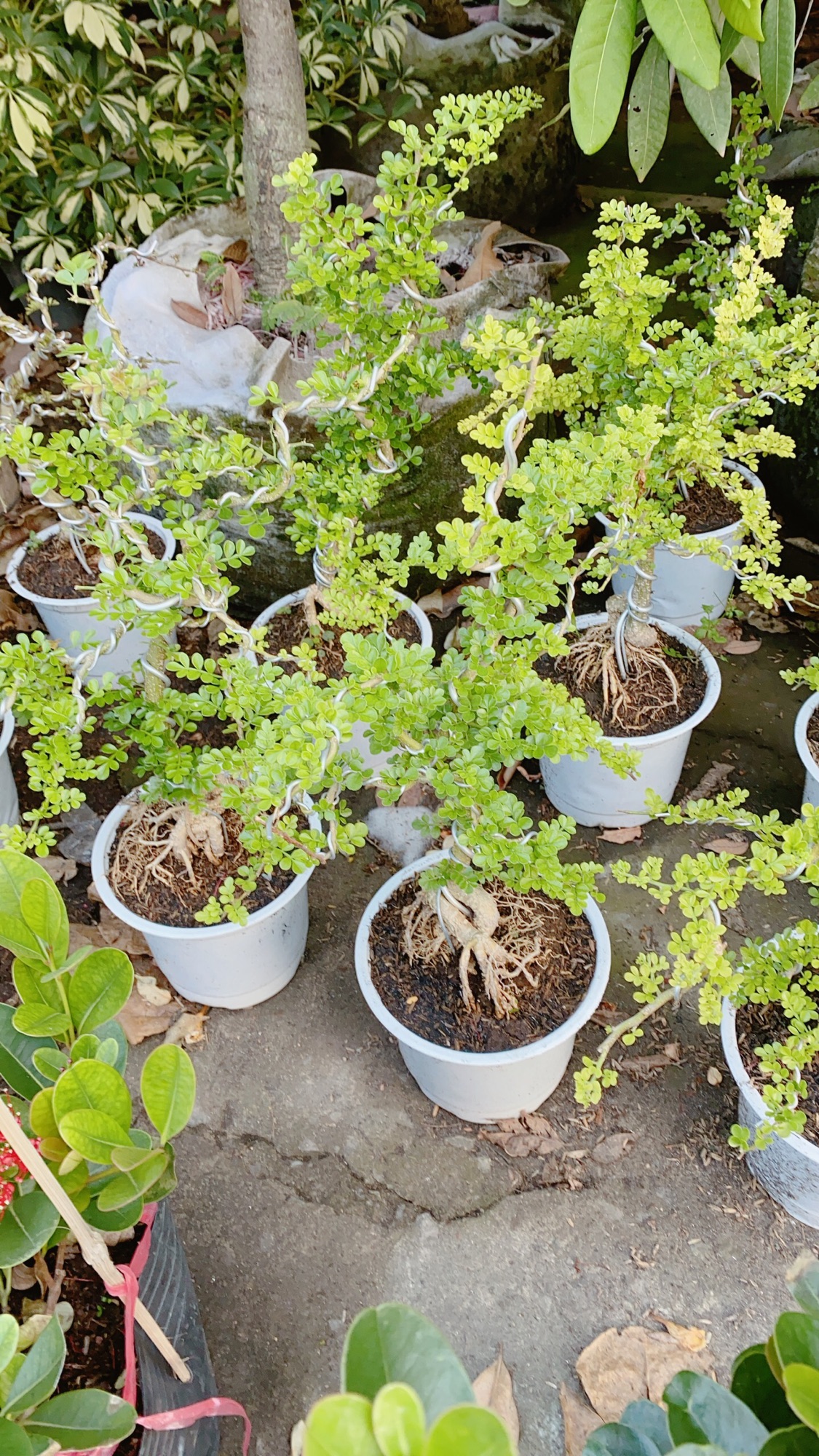 Cần Thăng Bonsai Lớn