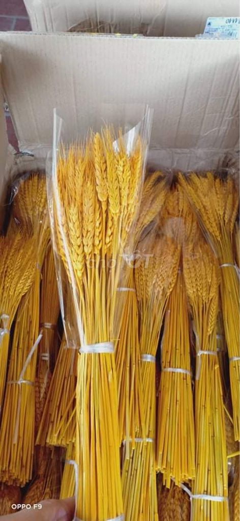 Bông Lúa Mạch Khô Decor Trang Trí Sét 100 bông - Đồ Gia Dụng BN