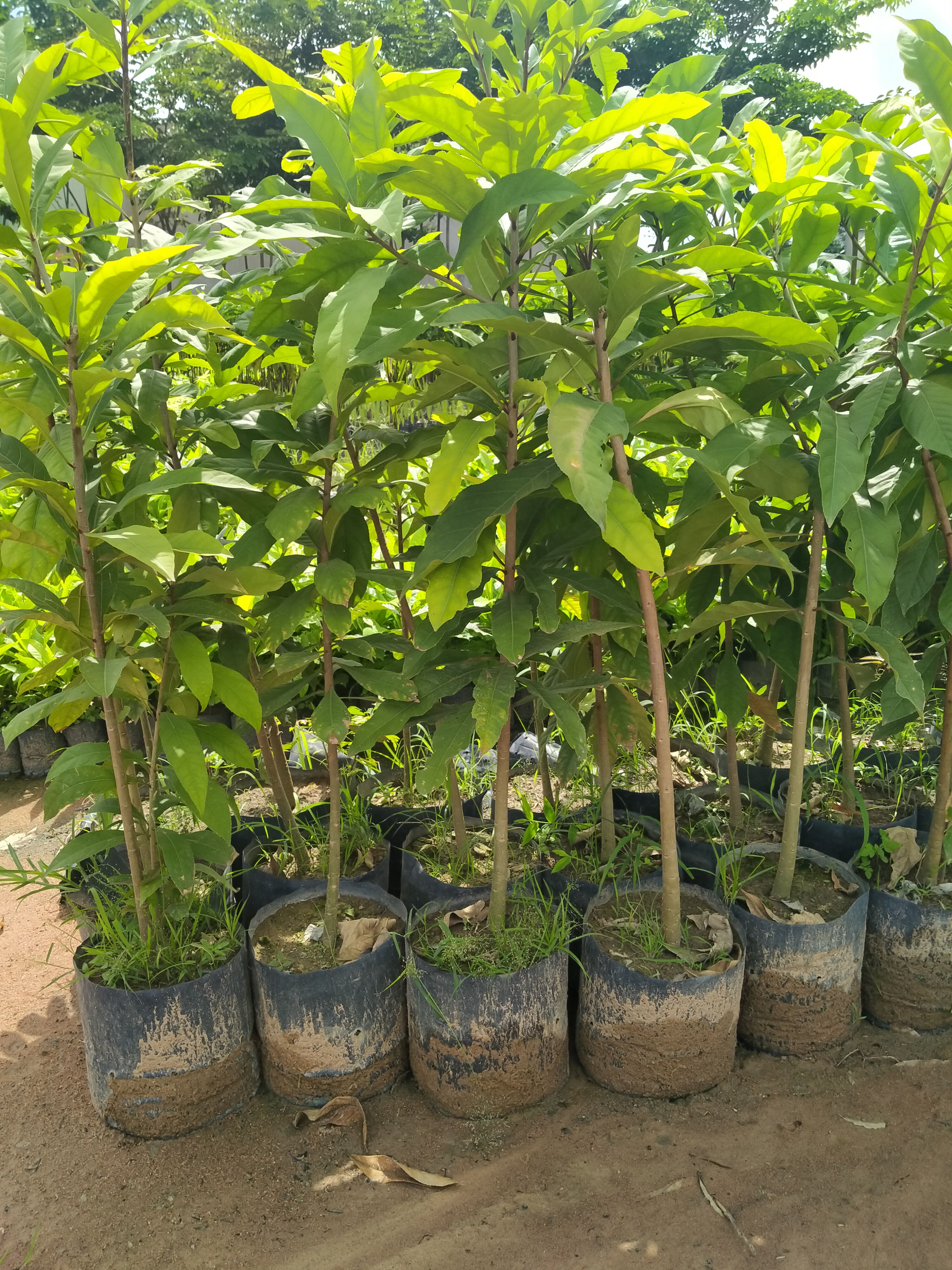 2 Cây lộc vừng cao 1,2m đẹp
