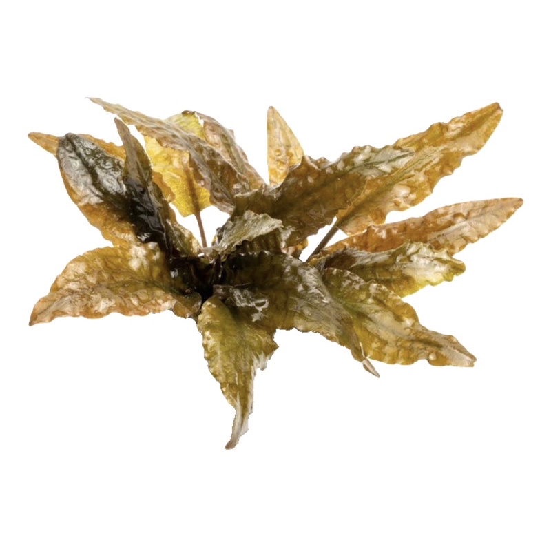 Cryptocoryne Wendtii Tropica - Tiêu Thảo Nâu Lá Nhăn Tropica - Cây Thuỷ Sinh