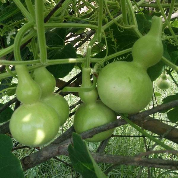 Bottle Gourd seeds