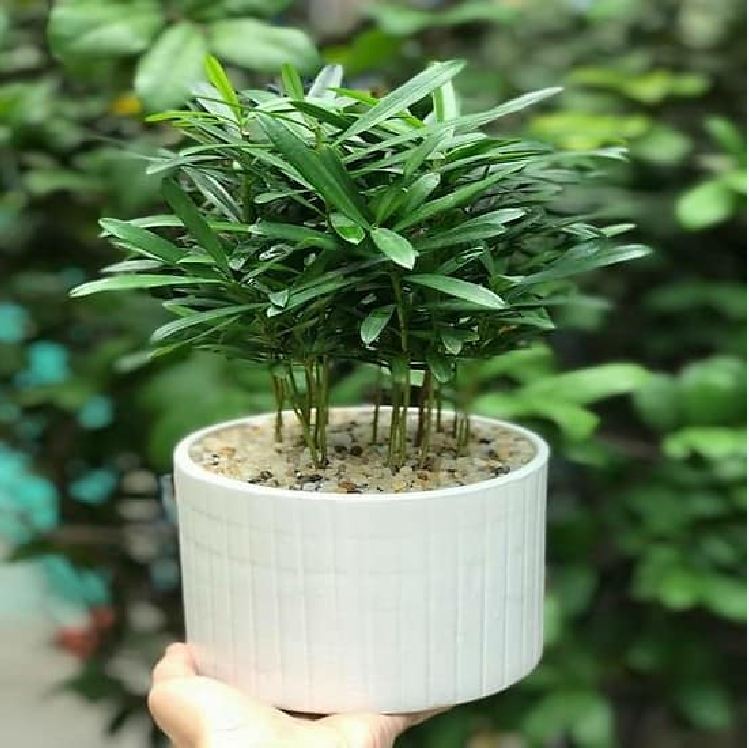 "Gói 10 Hạt " Hạt giống cây tùng la hán
