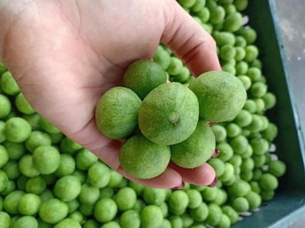 Quả sấu Hà nội (sấu tươi sấy lạnh)
