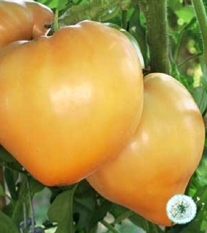 Hạt giống cà chua trái tim vàng 30 hạt/gói - ( TẶNG gói kích thích hỗ trợ hạt nảy mầm)