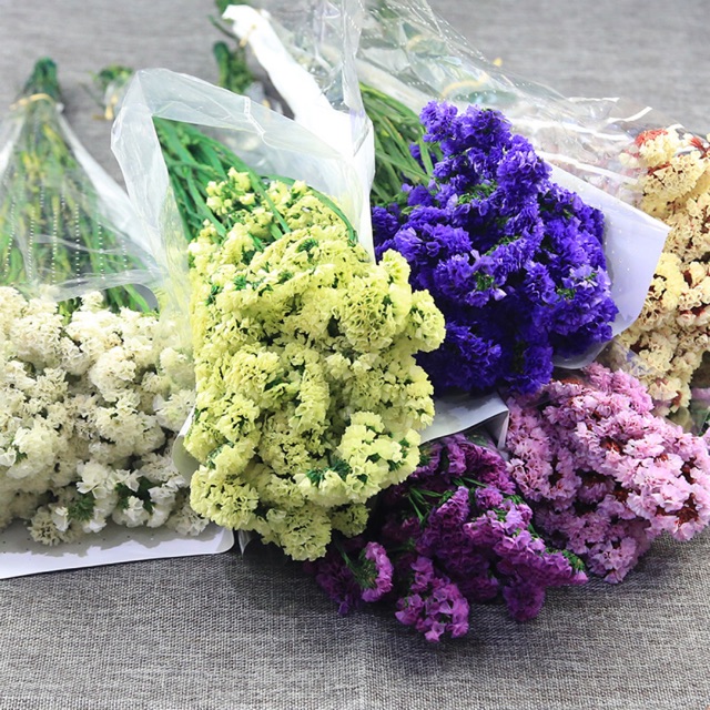 100 hạt Hạt giống hoa salem mix nhiều màu