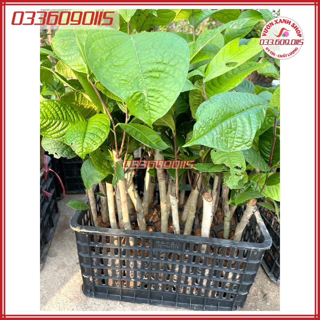 Cây trà hoa vàng - chè hoa vàng rễ khỏe, nhanh ra hoa