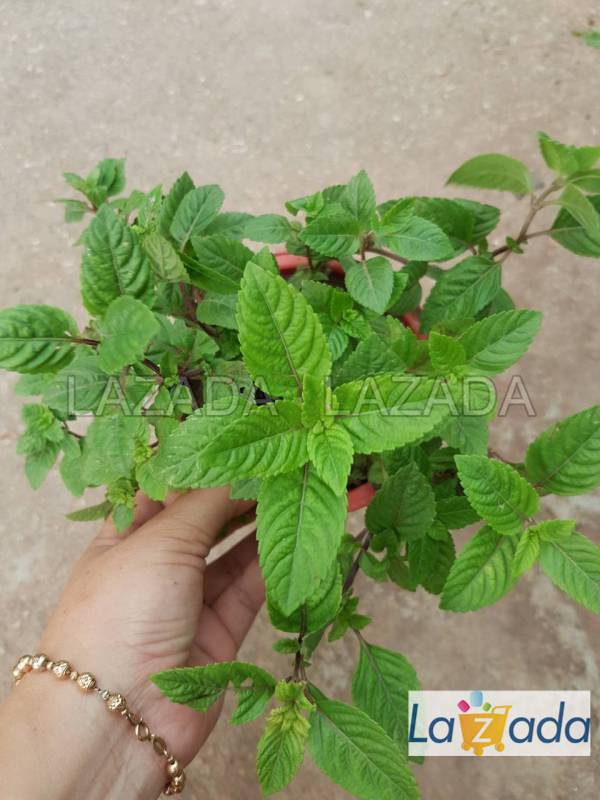 200.HẠT Hạt Giống Sương Sáo Thạch Đen (| C26*X59)