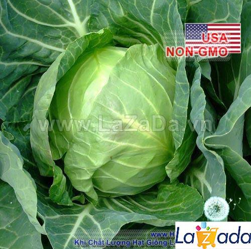 1Gr Hạt Giống Bắp Cải Quận Chặt Đậm Đà Copenhagen (A5.204| C46*W51*M021)