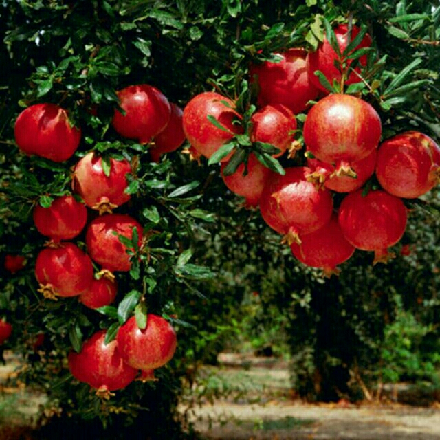 cây lựu đỏ lùn tứ mùa