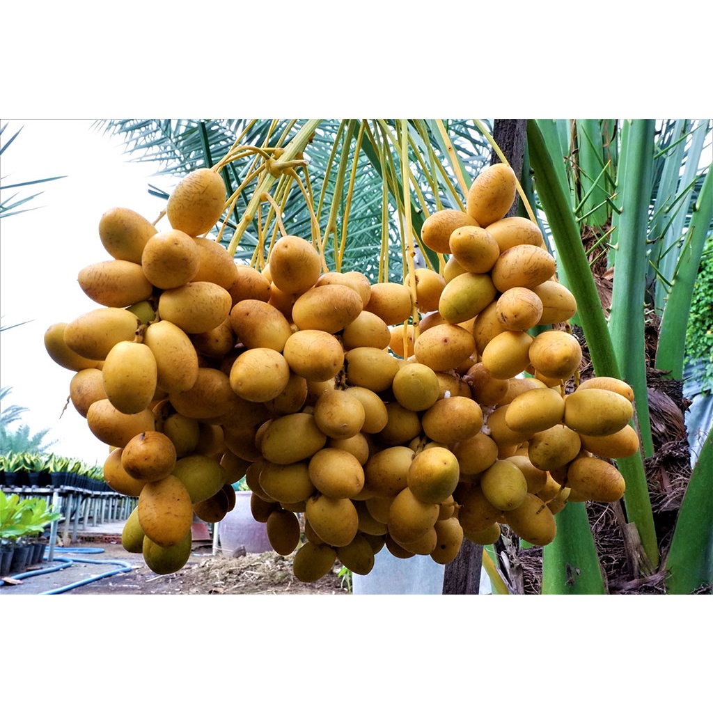 Cây giống chà là trung đông