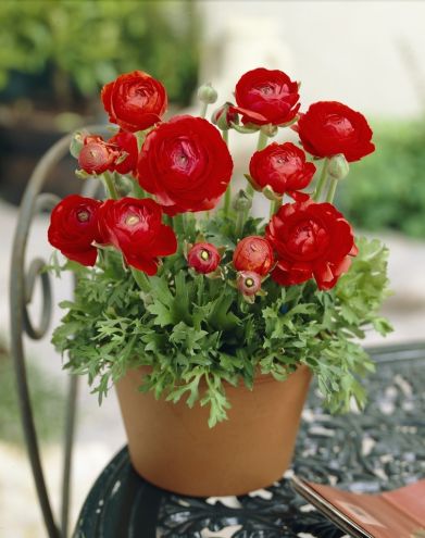 Combo 5 củ giống hoa mao lương mix màu -