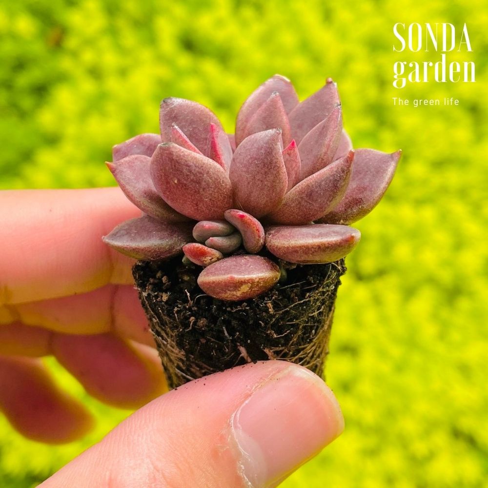 SEN ĐÁ MẶT TRĂNG SIZE MINI LỖI 1 ĐỔI 1