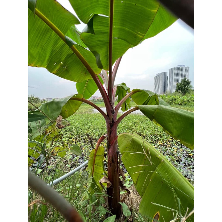 combo 2 Cây giống  Chuối cô đơn, giống chuối