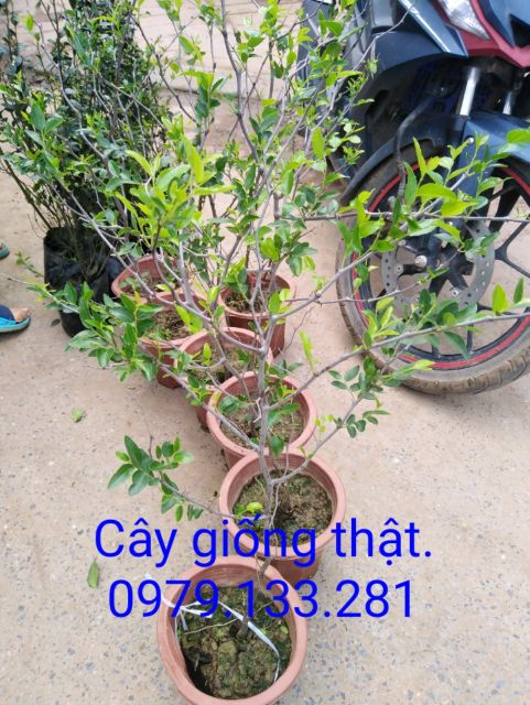 Cây hồng táo cao 1 met