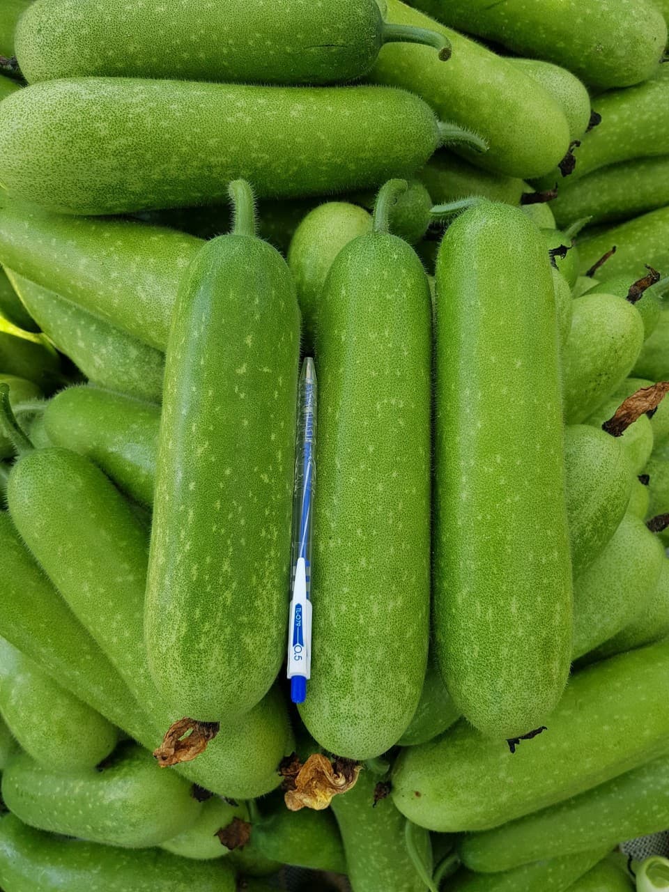 Hạt giống bí đao chnah lai F1 HMT164 (gói 22 hạt)