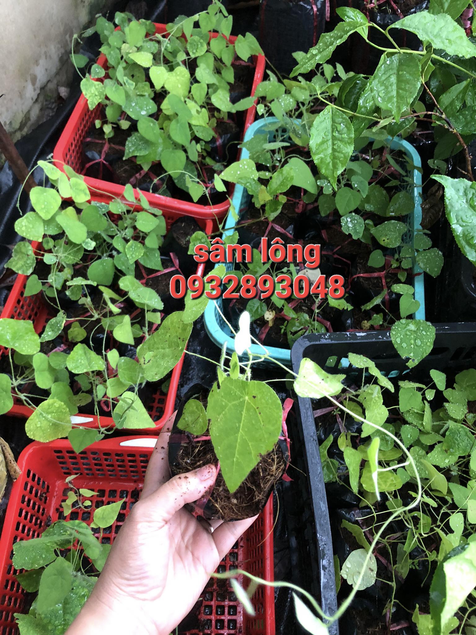 CÂY GIỐNG  SÂM LÔNG