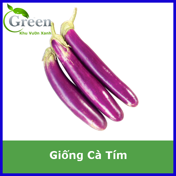 Hạt Giống Cà Tím Trái Dài Trồng Quanh Năm