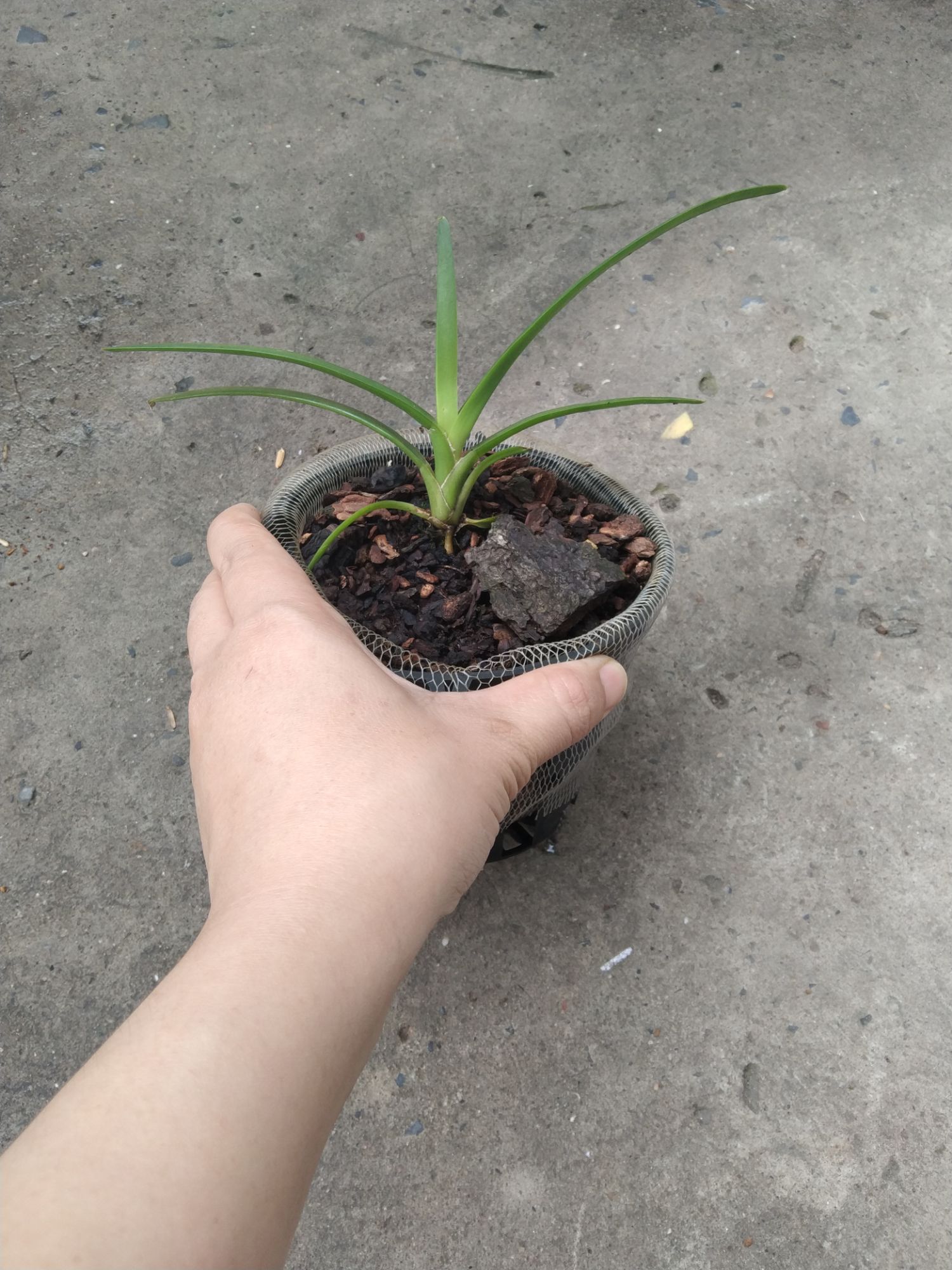 Lan kiếm Hoàng Long ( Phan Trí) giống
