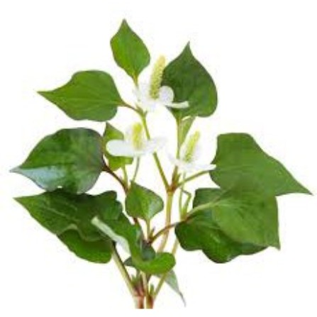 1kg rau diếp cá khô hàng looại 1