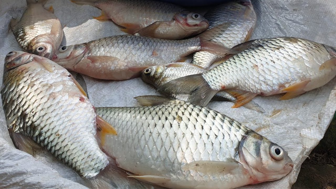 [CHÀI CÁ] CHÀI DÙ TRẮNG - CHÂN XÍCH LỖ ( 3 KG - 3.4 KG)
