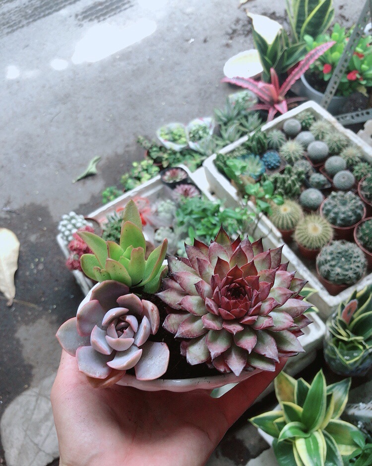 Chậu Sen Đá mix