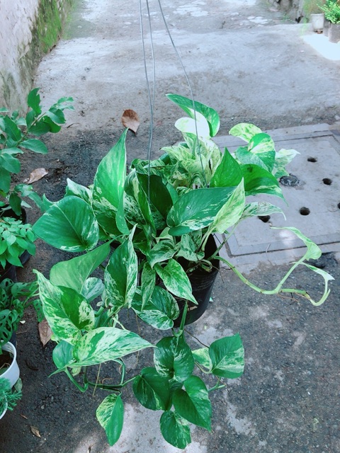 Trầu Bà Sữa