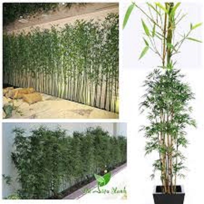 CÂY "TRÚC QUÂN TỬ" -CÂY CỦA NGƯỜI QUÂN TỬ