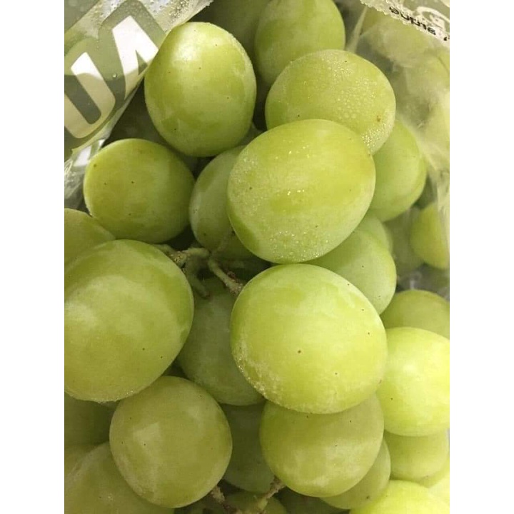 CÂY GIỐNG NHO SỮA ( CÂY GHÉP SIÊU SỚM)